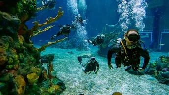 EPCOT Seas Adventures – DiveQuest